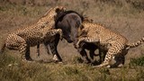 Video: Báo săn “gọi hội” truy sát linh dương đầu bò