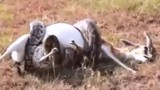 Video: Trăn khổng lồ hạ sát linh dương 