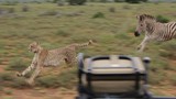 Video: Ngựa vằn “nổi điên” tấn công báo săn 