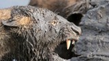 Video: “Khiếp vía” trước cảnh sư tử cùng linh cẩu xé xác trâu rừng
