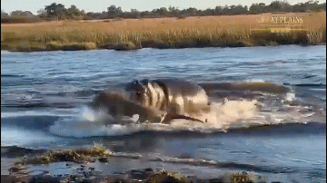 Video: Hà mã rượt đuổi, cắn sư tử trên sông và cái kết thót tim