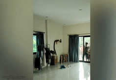 Video: Rắn hổ mang chúa khổng lồ bất ngờ xuất hiện trong phòng khách