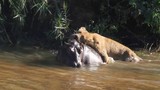 Video: Sư tử cái truy sát hà mã dưới nước