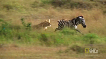 Video: Ngựa vằn tung cước đá “lật mặt” sư tử rồi tẩu thoát ngoạn mục