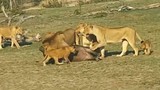 Video: Trâu rừng đi lạc nhận ‘án tử’ khi đối mặt với bầy sư tử
