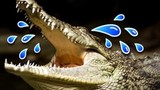 Tại sao cá sấu khóc 'không ngớt' khi ăn thịt con mồi? 