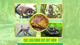 [INFOGRAPHIC] Các loài động vật quý hiếm ở VQG Phong Nha - Kẻ Bàng