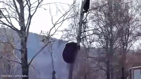 Người đàn ông bị gấu khổng lồ leo lên cây truy đuổi và cái kết