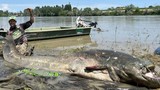 Video 'thủy quái' cá da trơn bị bắt tại Italy 