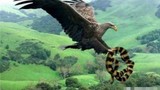 Loài chim lớn nhất là đại bàng Argentina, lớn hơn cả máy bay 