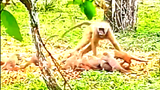 Màn chống trả quyết liệt của cầy mangut trước khỉ đầu chó