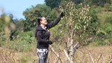 Hòa Bình: Nông dân huyện Đà Bắc tất bật chăm đào Tết