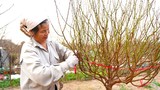 Người trồng đào Nhật Tân ngóng thời tiết, thấp thỏm lo hoa nở sớm