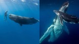 Tại sao cá voi phải nổi lên để thở nhưng lại thích ngủ dưới biển?