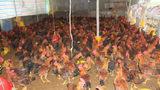 Thái Nguyên: Người chăn nuôi lo lắng khi gà 'rớt' giá