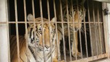 Những vụ nuôi nhốt, buôn bán Hổ rúng động tại Việt Nam
