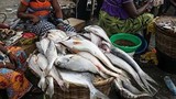 Cận cảnh khu chợ bán hải sản kích thước “khủng”, giá rẻ như rau gây bất ngờ