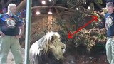 Nhân viên sở thú ở Mỹ được sư tử cái cứu mạng