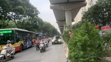 Hà Nội: Đường Xuân Thủy cây mọc um tùm, che tầm nhìn người tham gia giao thông