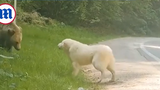 Video: Chú chó đuổi gấu bảo vệ chủ