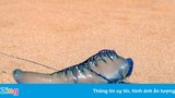 Đi bơi, nuốt nhầm sứa blue bottle phải nhập viện ở Australia