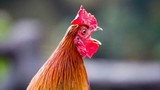 Tại sao gà mái bắt chước tiếng gáy của gà trống bị coi là 'điềm dữ'?