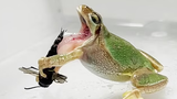  Ong bắp cày đực dùng gai nhọn đâm vào miệng ếch để thoát thân