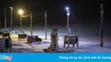 Một số tour chó kéo ở Bắc cực phải hủy bỏ vì nhiệt độ tăng