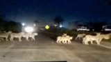 Bẩy sư tử ngang nhiên qua đường cao tốc, các tài xế phải nhường