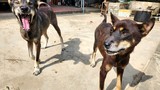 Quảng Ninh: Công bố bệnh dịch dại sau khi một  chó cắn 14 người