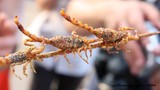 Những món ăn từ bọ cạp dân nhậu mê tít