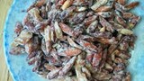 Mứt hạt bàng: Món đặc sản cực “độc” chỉ có ở Côn Đảo
