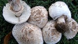 4 loại nấm cần tránh để không ngộ độc