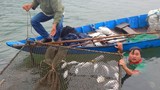 Cá chết hàng loạt ở cửa biển Lăng Cô