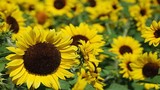 Bài thuốc chữa bệnh từ loài hoa của mặt trời