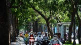 Dân Sài Gòn tiếc nuối mất thêm hàng cây cổ thụ