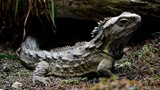 Bí ẩn về loài Tuatara: Chứng nhân sống từ thời khủng long