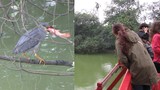 “Cò lạ” săn mồi ngay trước mắt du khách ở Hồ Gươm