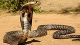 5 loài rắn hổ mang phun nọc độc, hung dữ kinh hoàng 
