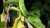 Phát hãi 5 loài rắn cực độc, hay bò vào nhà cắn người ở VN