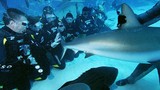 Phát cuồng lặn cùng cá mập “đỉnh” nhất thế giới 