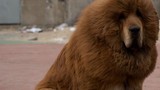 Vườn thú TQ dùng chó nhà đóng thế sư tử