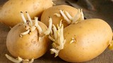 Vì sao ăn khoai tây mọc mầm có thể gây ngộ độc?