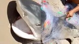 Video: Cá mập lớn và dữ mắc lưới ngư dân gây xôn xao