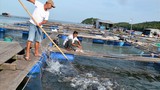 Kiên Giang: Làng biển đổi đời nhờ nuôi loài “cá bạc tỷ“