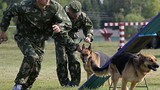 Quân đội Nga dùng chó, hải cẩu để tác chiến