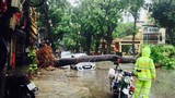 Hà Nội: Gió giật, mưa to khiến 537 cây đổ (*)