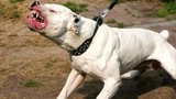 Kinh hoàng: 15 người đứng nhìn chó pit bull cắn chết bé 7 tuổi