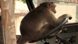 Video: Tài xế Ấn Độ để khỉ lái xe bus khiến hành khách "sốc"
