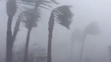 Video: Tôm hùm đất bò lổm ngổm đầy vườn nhà sau siêu bão Michael